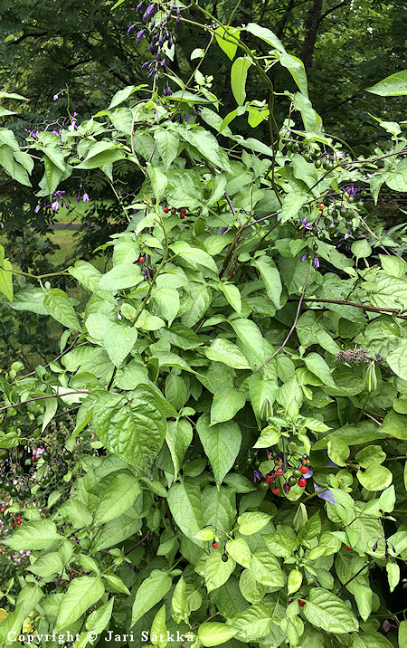 Solanum dulcamara, punakoiso